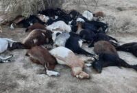 ویدیو | مرگ تلخ یک چوپان به همراه گوسفندانش در یک تریلی کانتینردار