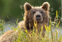 ویدیو | بازی‌گوشی توله خرس قهوه‌ای کنجکاو با دوربین تله‌ای در ارتفاعات رامسر