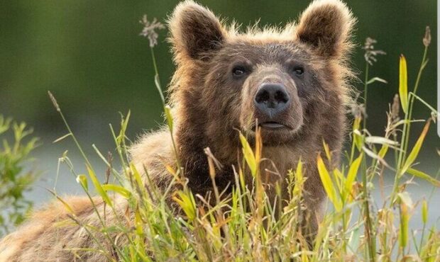 ویدیو | بازی‌گوشی توله خرس قهوه‌ای کنجکاو با دوربین تله‌ای در ارتفاعات رامسر
