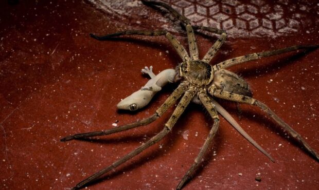 این حیوان بی رحم و خطرناک است | تصاویری دیدنی از عنکبوت ترسناکی که همرنگ طبیعت می شود